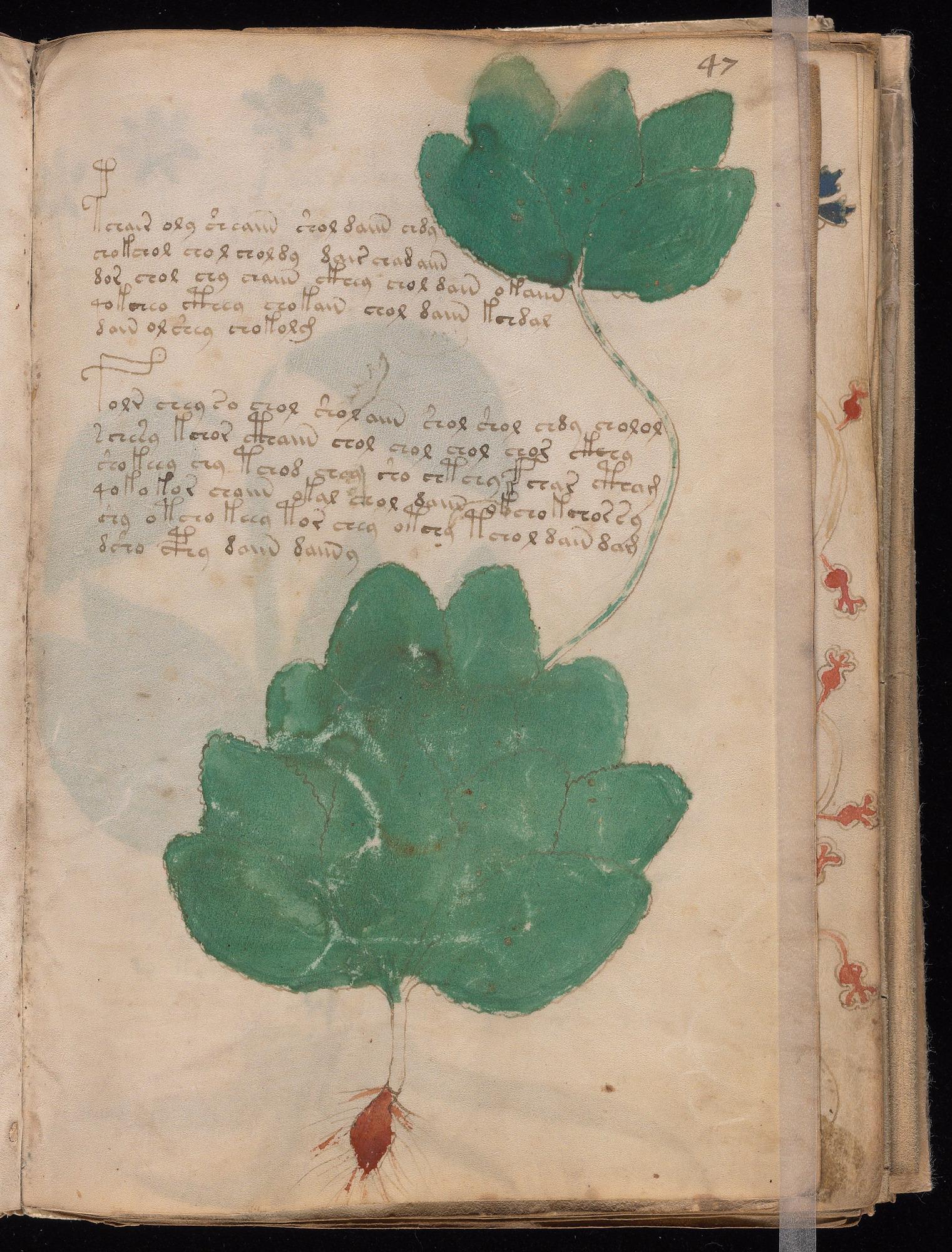 Voynich Manuscript folio f47r — Beinecke MS 408